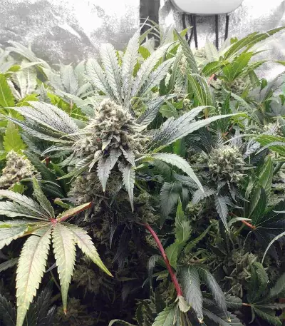 Kosher Sorbet (DNA Genetics) Cannabis-Samen