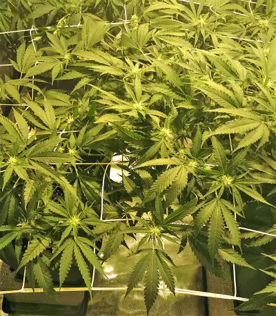 Kripple Roulette (Dr. Krippling Seeds) Cannabis-Samen