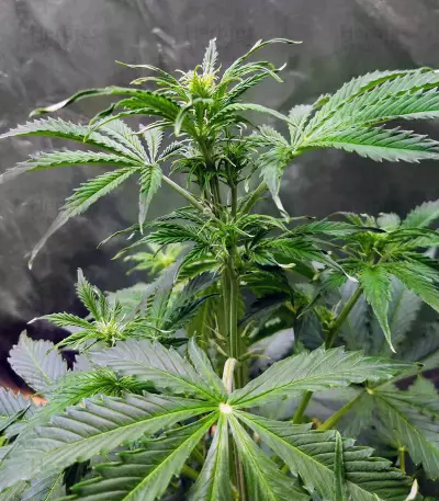 LSD Auto (Barney's Farm) Cannabis-Samen