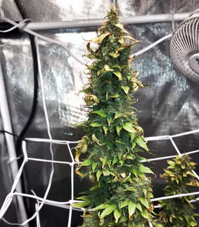 NL Auto (G13 Labs) Cannabis-Samen