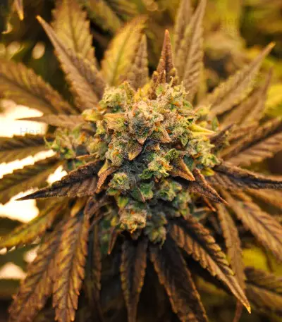 NYC Diesel (Zambeza Seeds) Cannabis-Samen