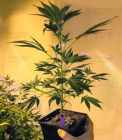 Nepal Kush (Flying Dutchmen) Cannabis-Samen