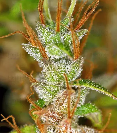 Panama Haze (Ace Seeds) Cannabis-Samen