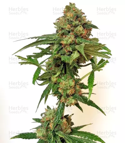 Panama Haze (Ace Seeds) Cannabis-Samen