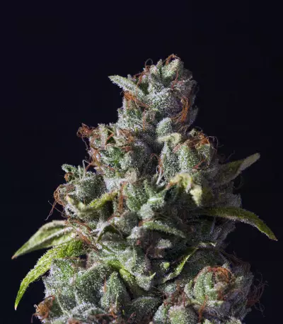 Rollex OG Kush (Devils Harvest Seeds) Cannabis-Samen