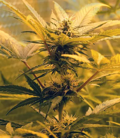 Skunk #1 Automatic (Sensi Seeds) Cannabis-Samen