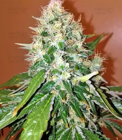 Skywalka Cookies (Big Head Seeds) Cannabis-Samen