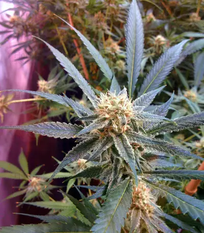 Strawberry Banana (Reserva Privada) Cannabis-Samen