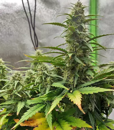 Strawberry Gum (Advanced Seeds) Cannabis-Samen