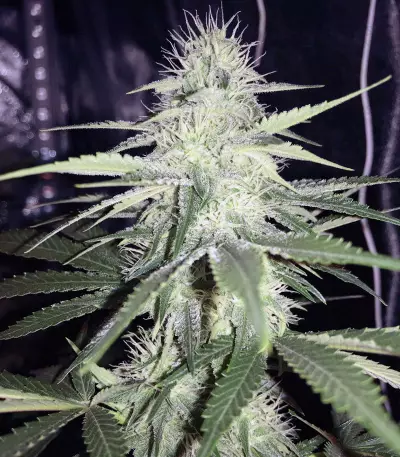 Sweet ZZ (Sweet Z) (RQS) Cannabis-Samen