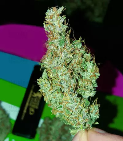 White Widow Auto (Kera Seeds) Cannabis-Samen