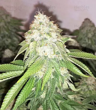 Xtreme Kush (Xtreme Seeds) Cannabis-Samen