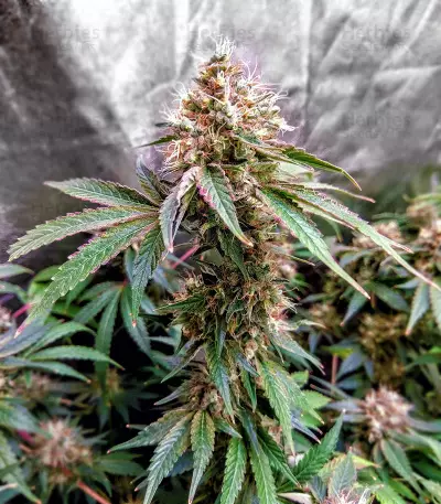 Zuri Widow (Genehtik Seeds) Cannabis-Samen