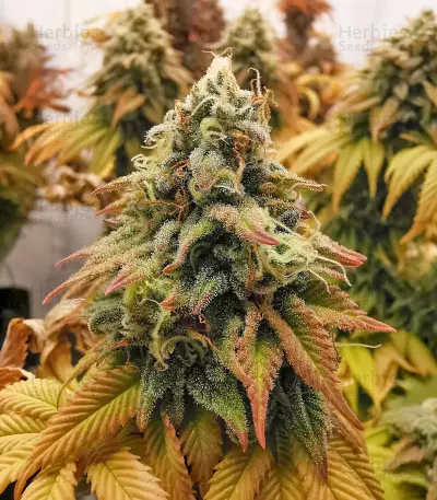 Blue Zushi feminisierte Samen (Original Sensible Seeds)