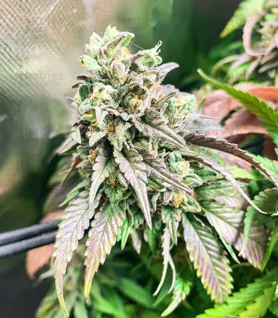 Chem Cookies feminisierte Samen (AlphaFem Seeds)