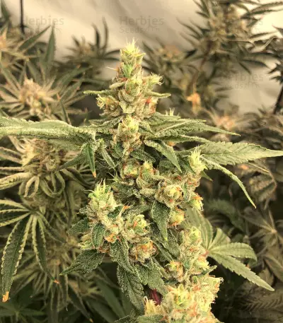 Cindy 99 (BlimBurn Seeds)