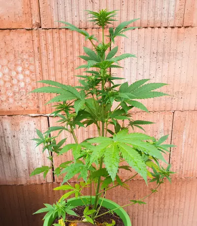 Critical Lights (Expert Seeds) Cannabis-Samen