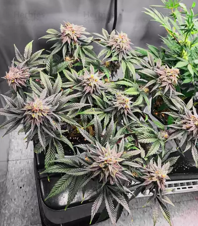 Dozy Breath feminisierte Samen (AlphaFem Seeds)