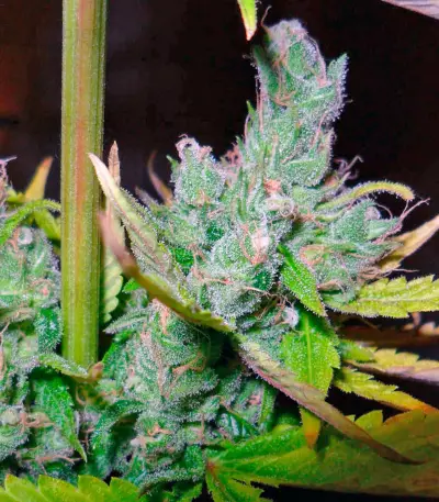 Exodus Cheese (GHS) Cannabis-Samen
