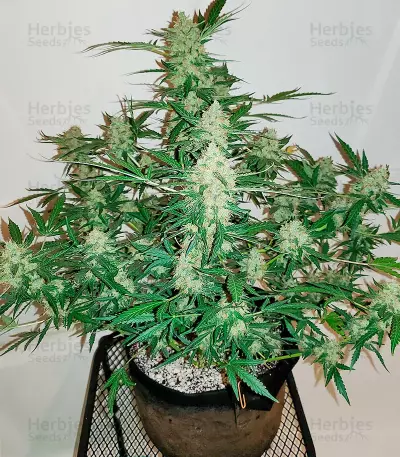 Extreme Impact Auto (Heavyweight Seeds) Cannabis-Samen