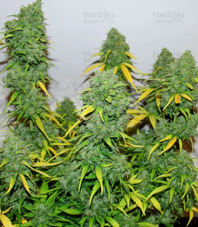 Fast & Vast Auto (Heavyweight Seeds) Cannabis-Samen