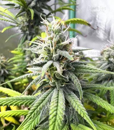 Gelato 41 x Gelato 41 Auto feminisierte Samen (Green House Seeds)