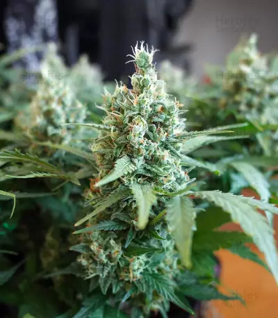Godzilla Original Glue GG#4 Auto-Samen (Herbies Seeds)