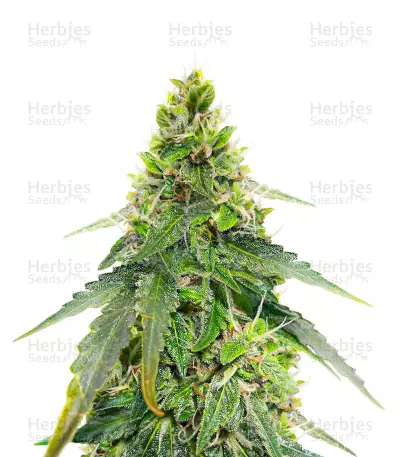Gorilla Purple Autoflower feminisierte Samen (EGS)