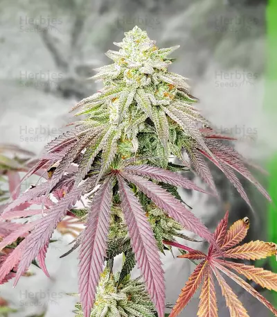 Grandaddy Banner feminisierte Samen (AlphaFem Seeds)