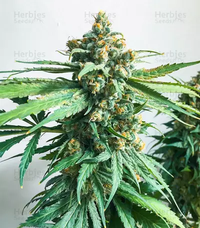 Hero Cookies feminisierte Samen (AlphaFem Seeds)