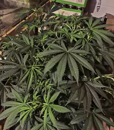 Meringue (Dutch Passion) Cannabis-Samen