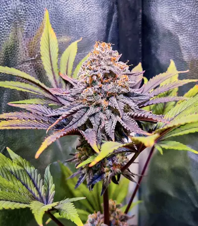Punch Cookies feminisierte Samen (AlphaFem Seeds)