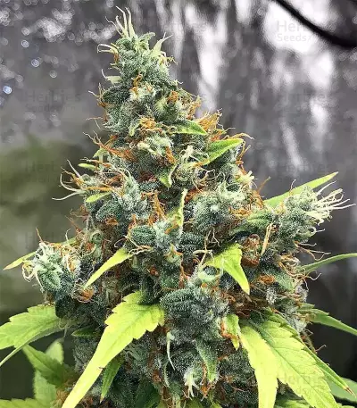 Acapulco Gold feminisiertes Saatgut (Barney's Farm)