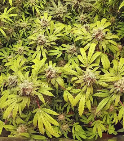 Banana Diesel (Holy Smoke Seeds) Cannabis-Samen