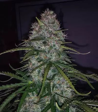 Blueberry Glue Auto (Expert Seeds) Cannabis-Samen