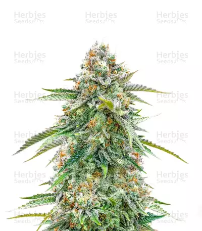 Cherry Pie Auto feminisierte Samen (Royal Queen Seeds)