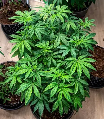 Cream Auto (BlimBurn Seeds)