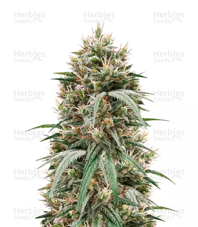 Fem Mix Pack #1 feminisiertes Saatgut von Herbies Seeds