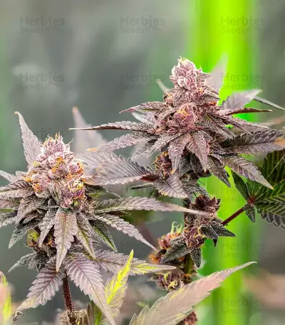 G.S. Cookies feminisierte Samen (Humboldt Seed Company)