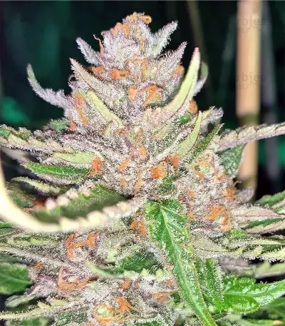 Grandaddy Purple (Big Head Seeds) Cannabis-Samen