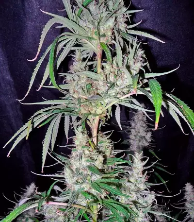 Hawaiian Snow (GHS) Cannabis-Samen
