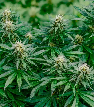 Northern Flame (Secret Valley Seeds) Cannabis-Samen
