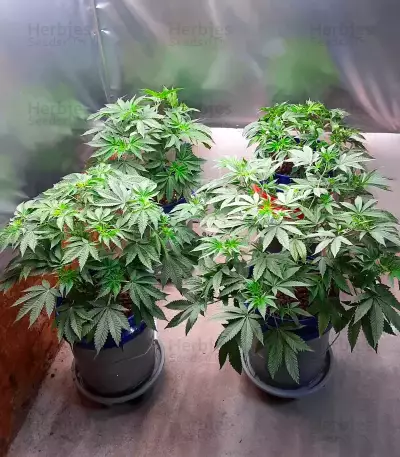 Orange Cream Pop feminisierte Samen (Humboldt Seed Company)