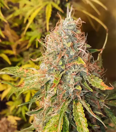 Original Auto Jack Herer (Fast Buds) Cannabis-Samen
