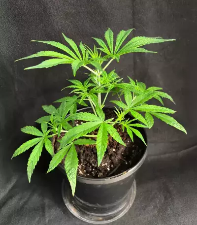 Pound Cake Auto feminisierte Samen (Fast Buds)