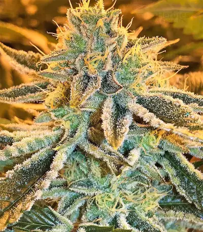 Pure Kush (Original Sensible Seeds) Cannabis-Samen