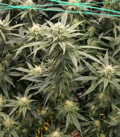 Purple (Ceres Seeds) Cannabis-Samen