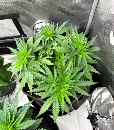 Rosetta Stone feminisierte Samen (Brothers Grimm Seeds)