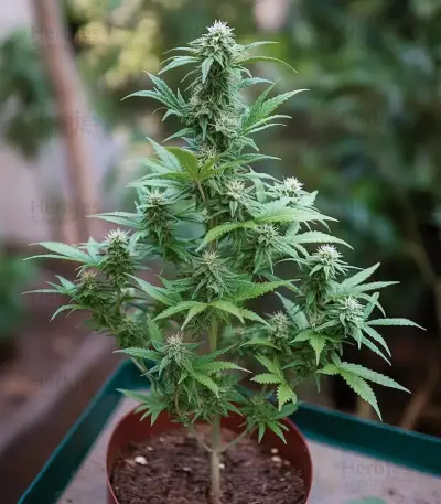 Some Sweet (Medical Seeds) Cannabis-Samen