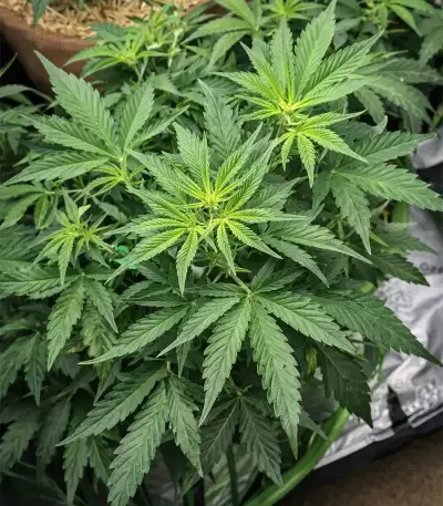 Super Lemon Cloud Auto (Herbies Seeds)